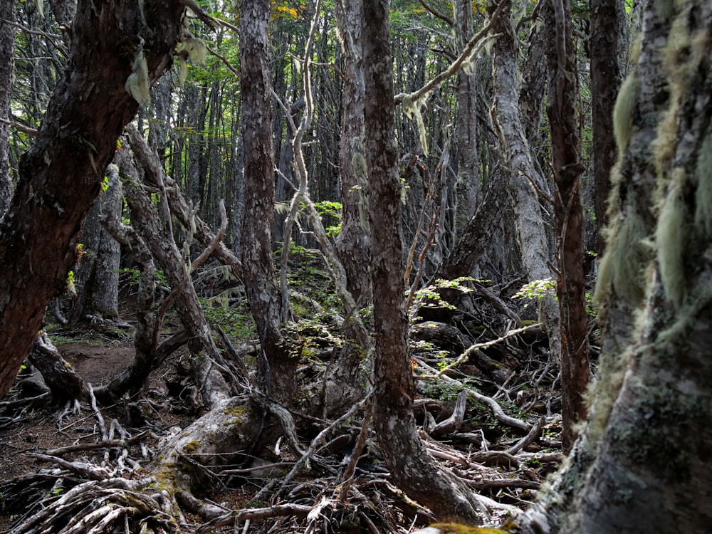 a forest filled with lots of trees and roots