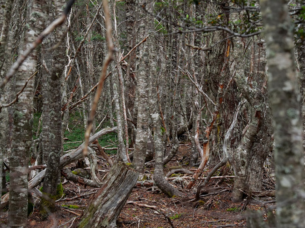 a forest filled with lots of tall trees