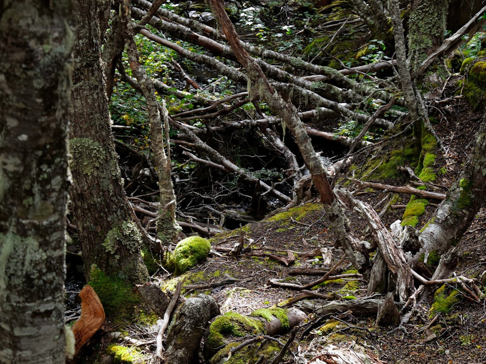 a forest filled with lots of trees covered in green moss