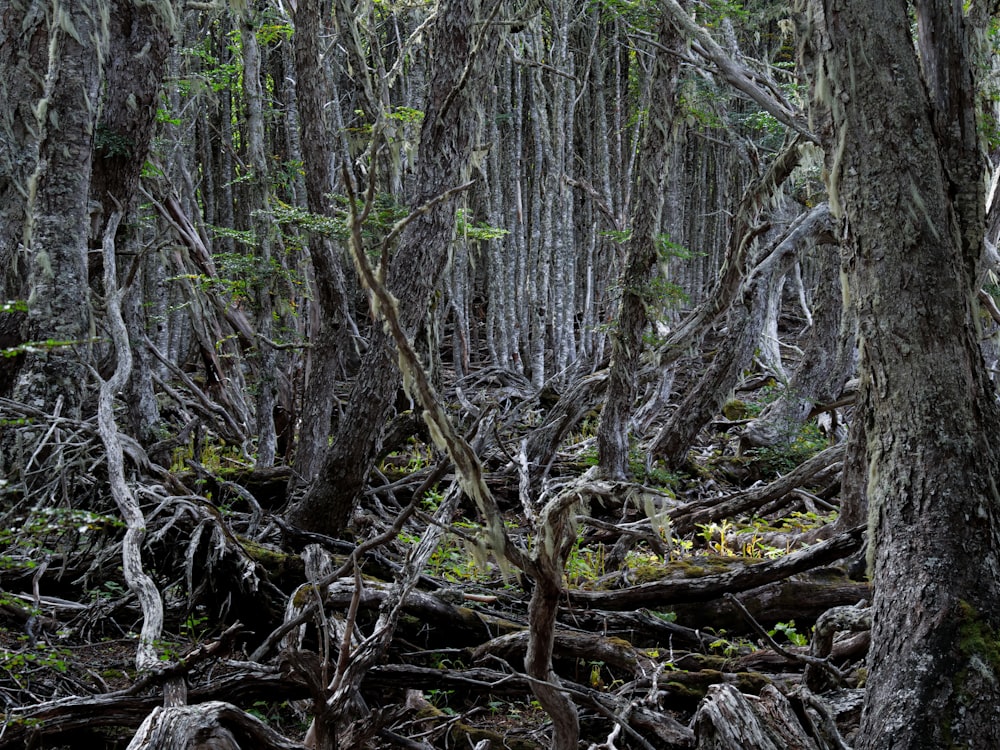 a group of trees that are in the woods