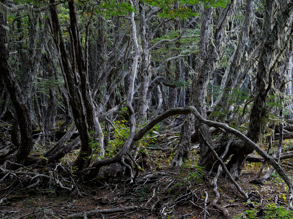 a group of trees that are in the woods