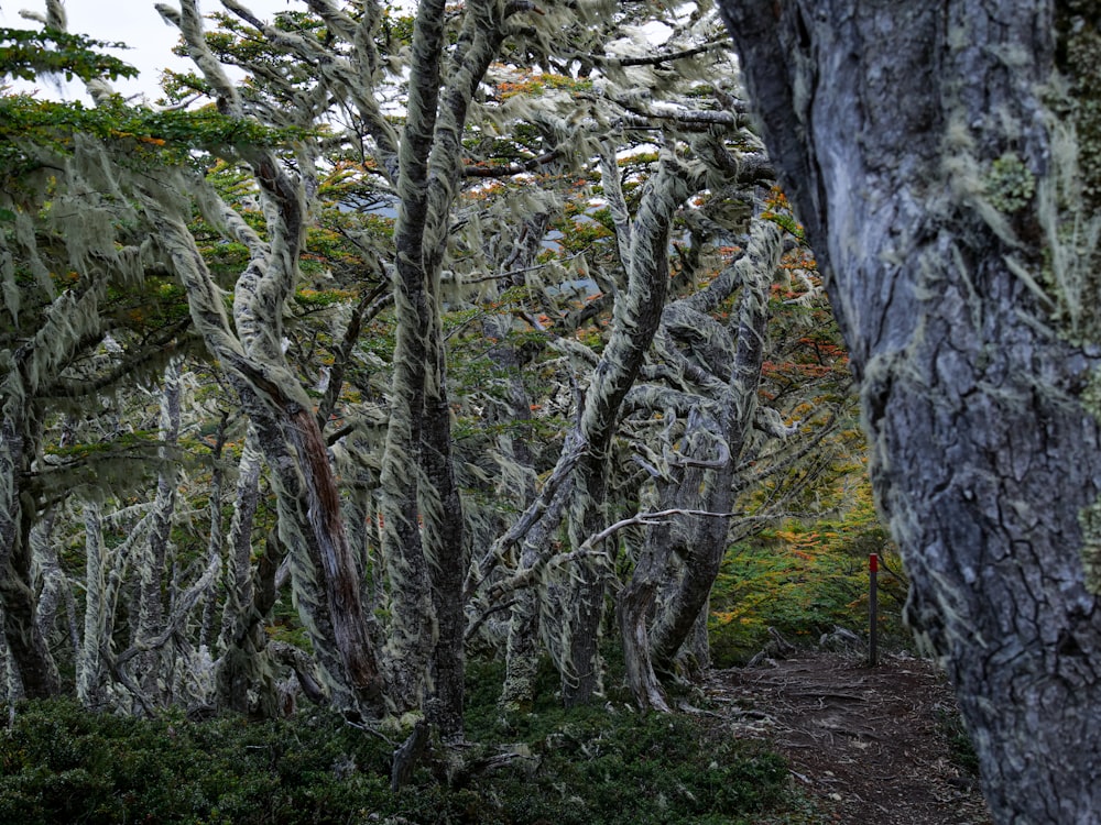 a forest filled with lots of trees covered in moss