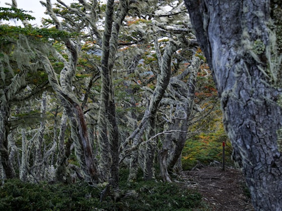 Bosque patagónico