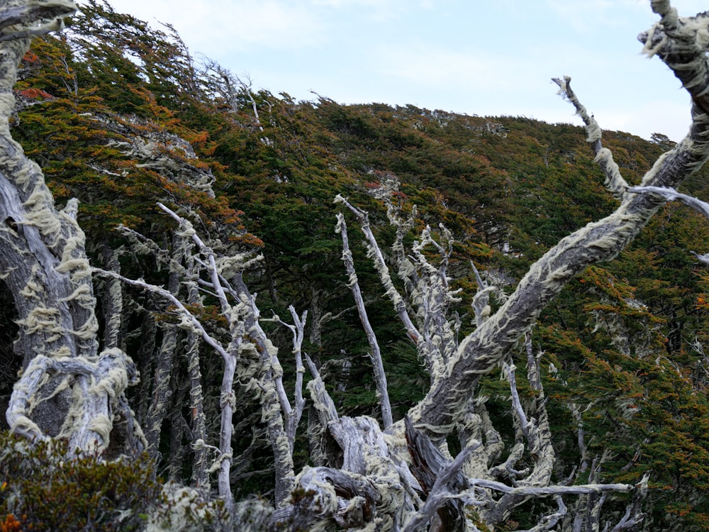 a group of trees that are standing in the grass