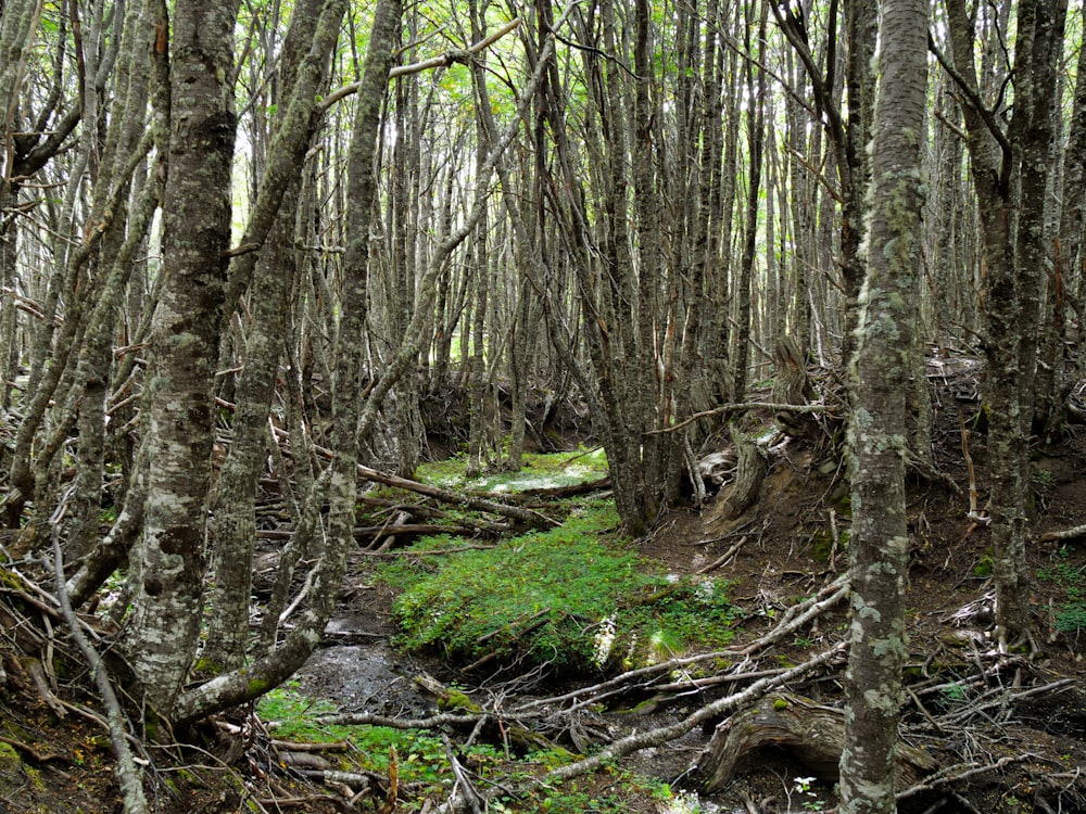 a forest filled with lots of trees covered in green moss