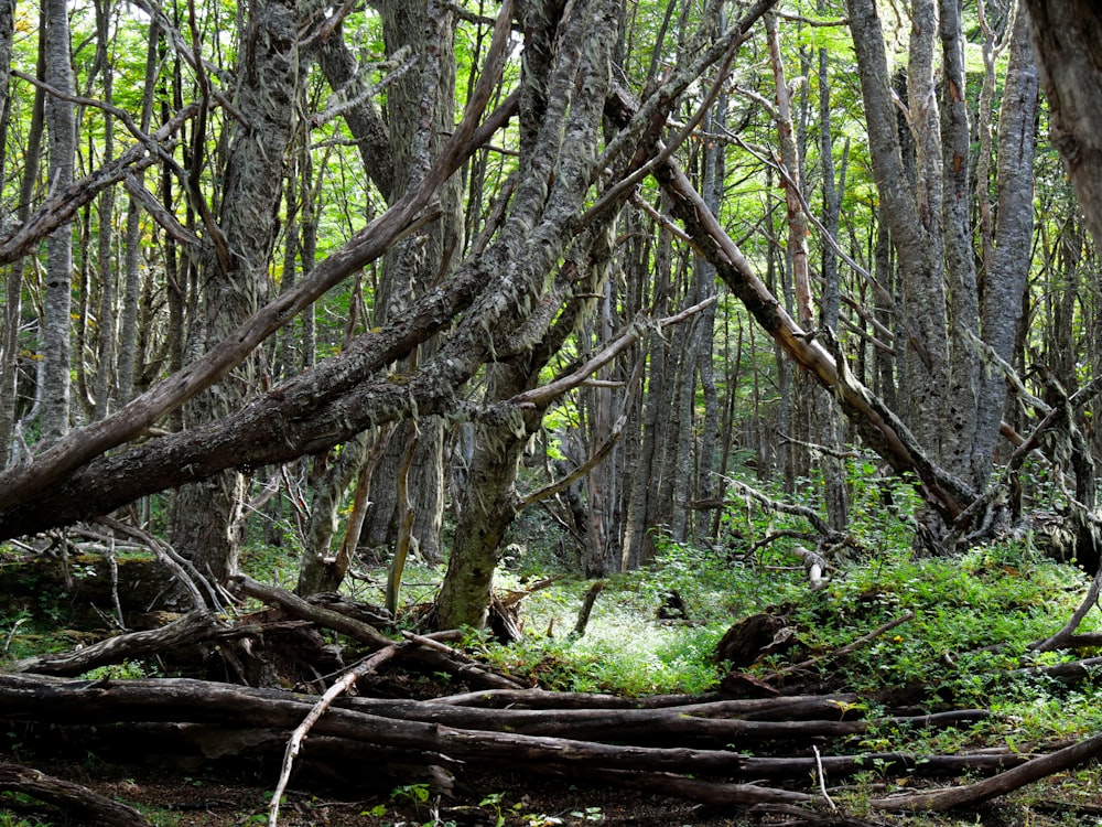 a forest filled with lots of trees and lots of branches