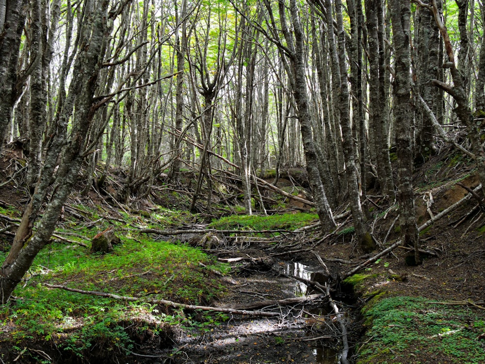 a stream running through a forest filled with lots of trees