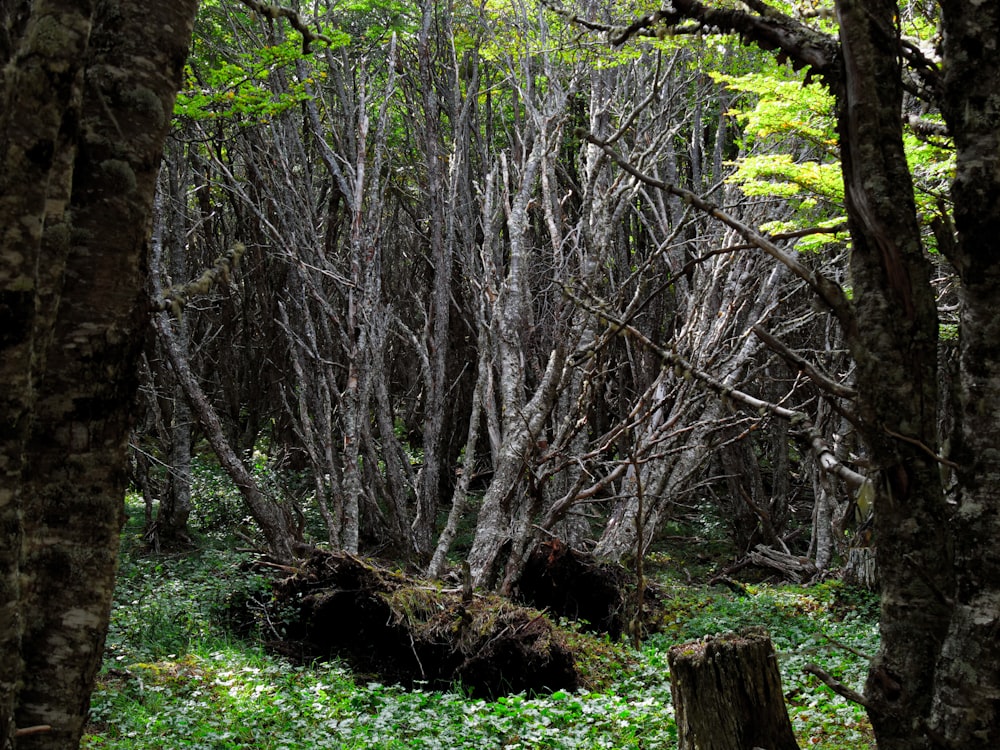 a forest filled with lots of tall trees