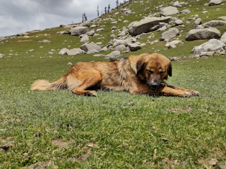 A gentle livestock guardian dog resting peacefully in a sunny field.