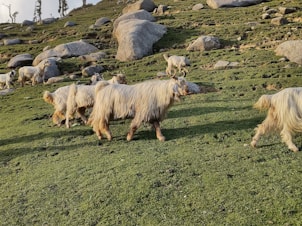 A panoramic view of the rolling hills where the goats roam freely at La Ferme du Mas Rolland.