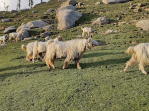 A panoramic view of the rolling hills where the goats roam freely at La Ferme du Mas Rolland.