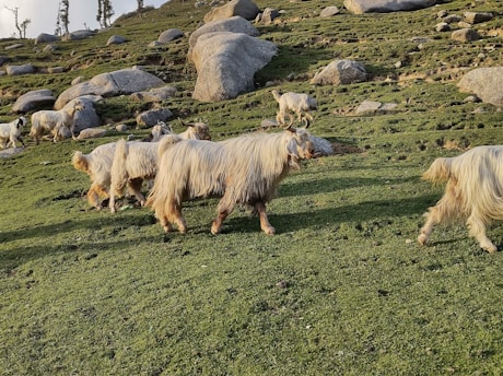 A peaceful pasture at k and b ranch with Nigerian dwarf goats grazing under a bright blue sky.