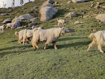 A group of long-haired goats graze on a sloping, grassy hillside, scattered with large boulders. The landscape is expansive and open, under natural light, creating a peaceful and pastoral scene.