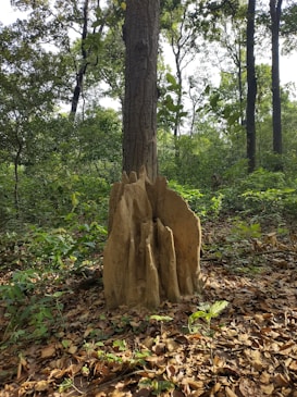 A large termite mound stands adjacent to a tree trunk within a dense forest. The forest floor is covered in brown leaves, while the surrounding area is lush with green foliage and tall trees. Sunlight filters through the canopy, casting dappled shadows on the earthy structures.