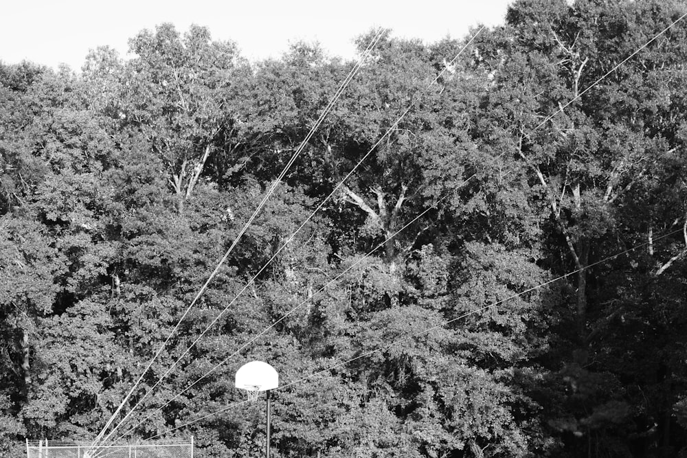 a black and white photo of trees and a basketball hoop
