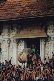 a crowd of people taking pictures of an elephant