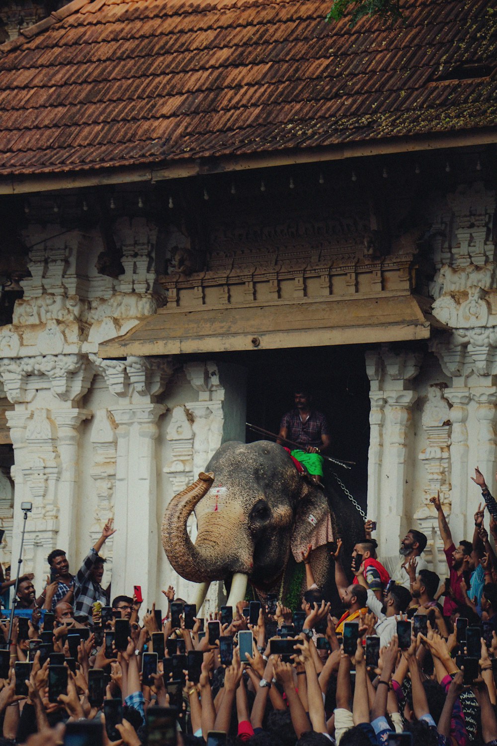a crowd of people taking pictures of an elephant