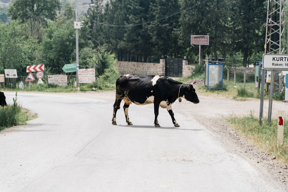 a black and white cow standing in the middle of a road