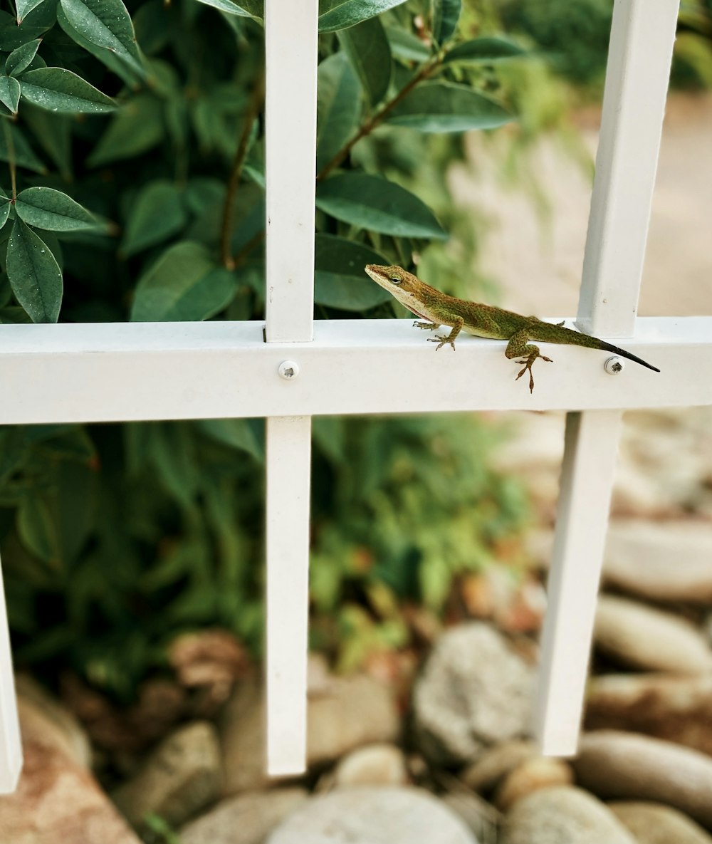um lagarto que está sentado em uma cerca branca