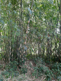 A collection of bamboo plants in a serene setting.