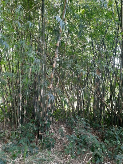 A dense bamboo hedge bending gracefully against a strong gust of wind, showcasing its natural wind-blocking power.