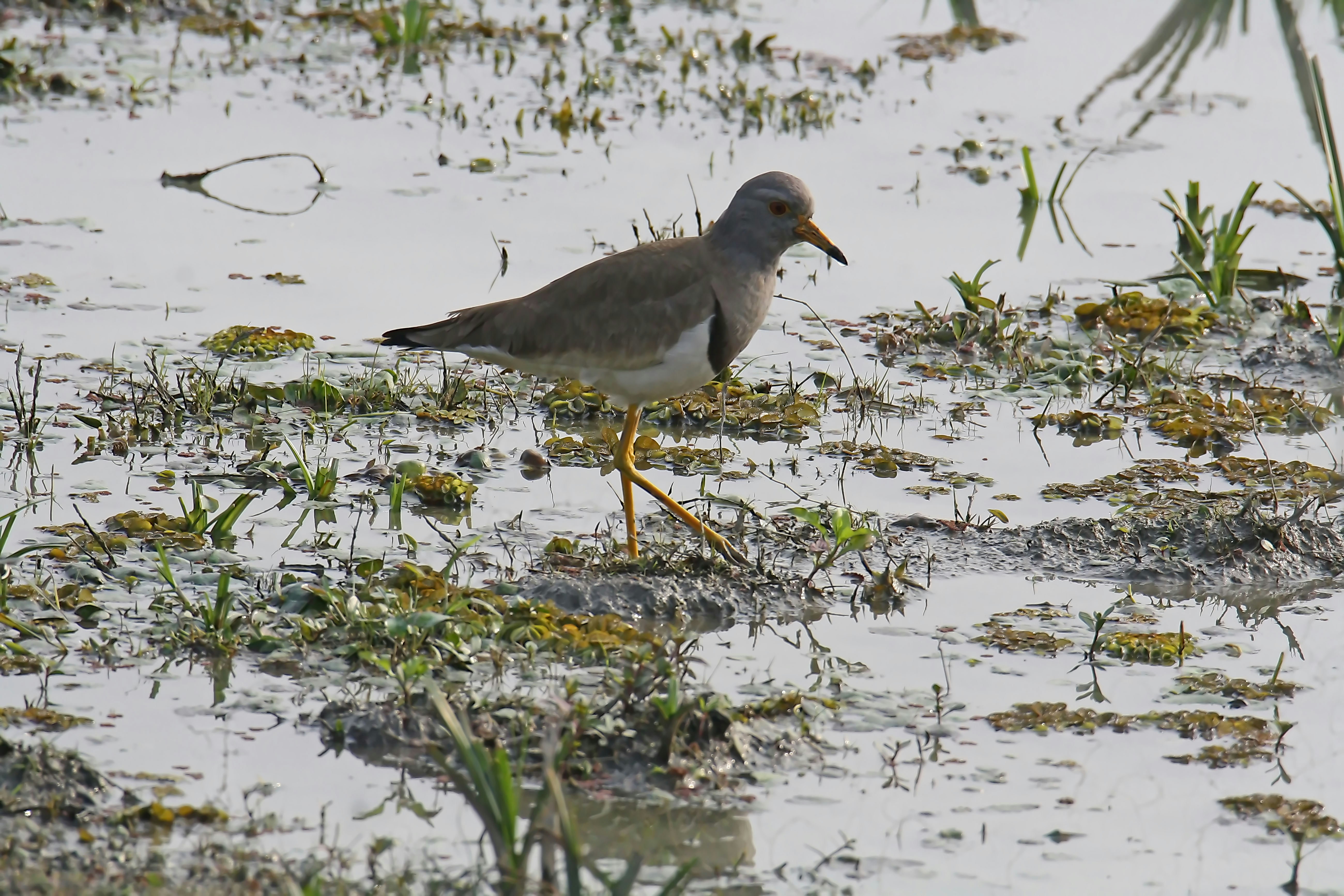 Photo by sylvester_123