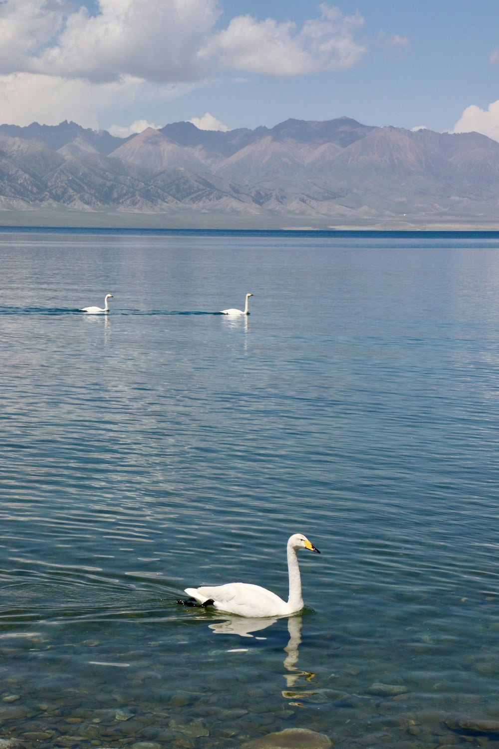 Dos cisnes nadando en un lago con montañas al fondo