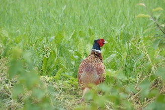 A pheasant with vibrant plumage stands amidst dense green foliage. Its colorful feathers, featuring reds, browns, and blacks, contrast beautifully with the surrounding vegetation. The bird looks alert, gazing to the right, while the lush greenery of the field envelops the scene.