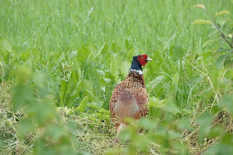 A pheasant with vibrant plumage stands amidst dense green foliage. Its colorful feathers, featuring reds, browns, and blacks, contrast beautifully with the surrounding vegetation. The bird looks alert, gazing to the right, while the lush greenery of the field envelops the scene.