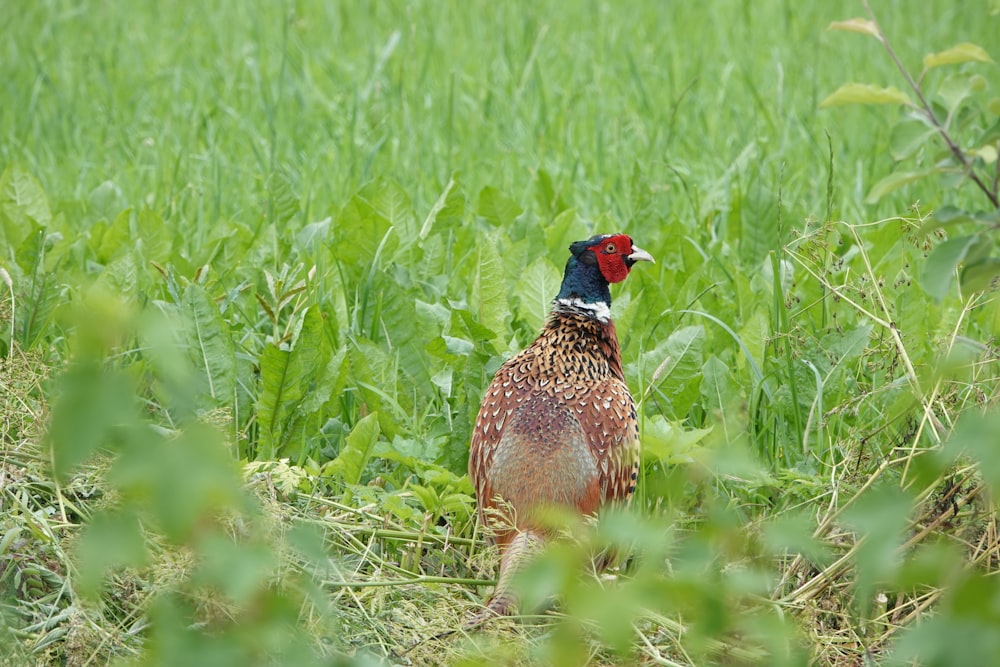 a pheasant standing in a field of tall grass