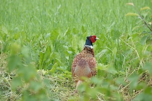 Pheasant Dog Apparel