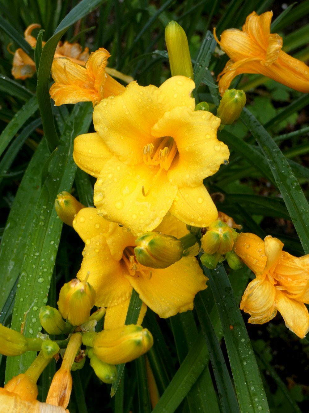 a yellow flower with drops of water on it