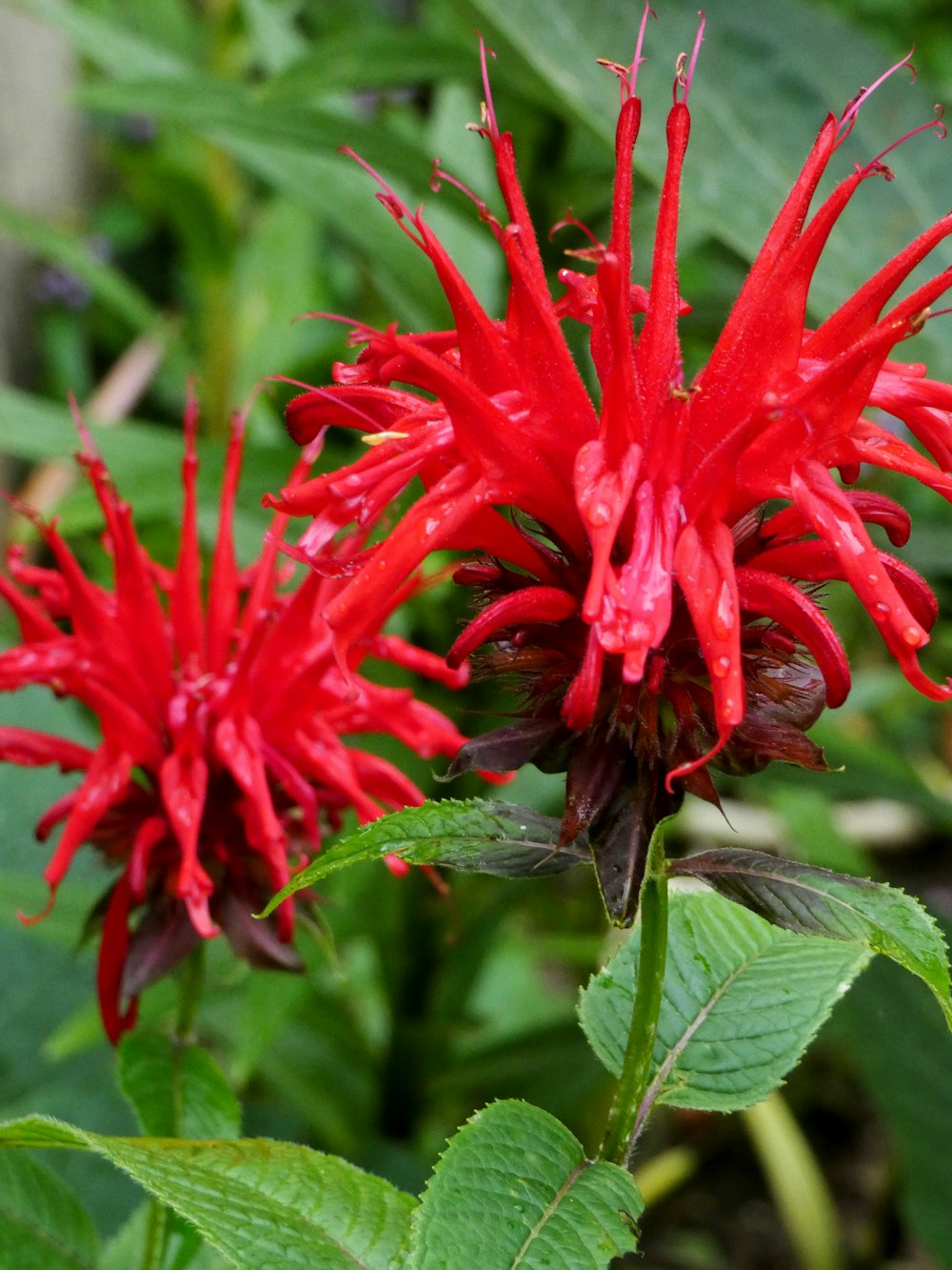 a close up of a red flower on a plant