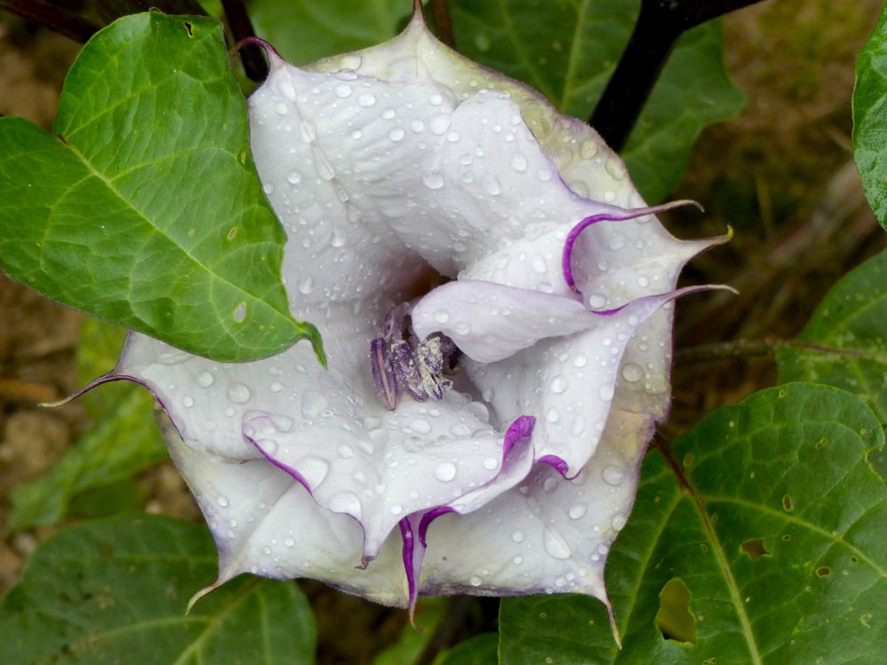 a white and purple flower with water droplets on it