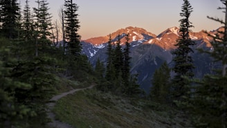 A scenic mountain trail winding through lush forests in the Abruzzo National Park during golden hour.