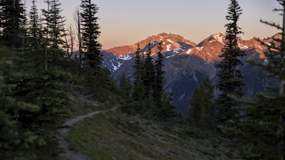 A scenic mountain trail winding through tall pine trees at golden hour.