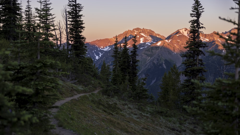 a trail winds through a forest with mountains in the background