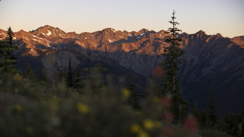 a view of a mountain range with trees in the foreground