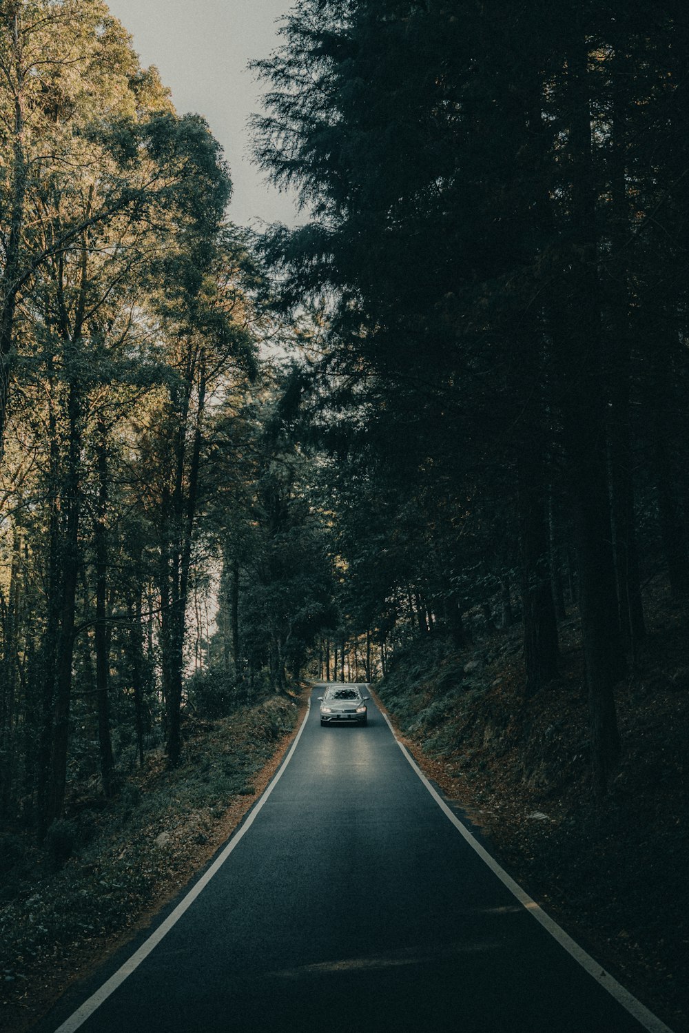 a car driving down a road in the middle of a forest