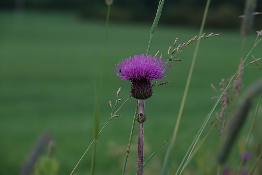 Una flor púrpura en medio de un campo