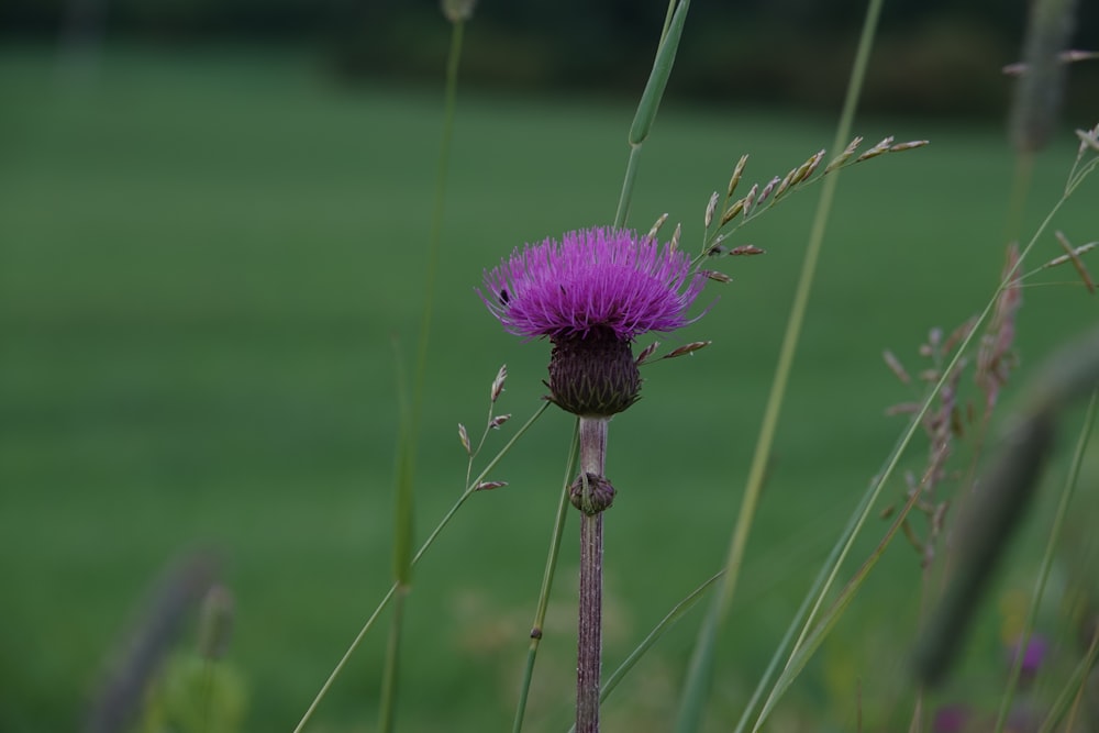 a purple flower in the middle of a field