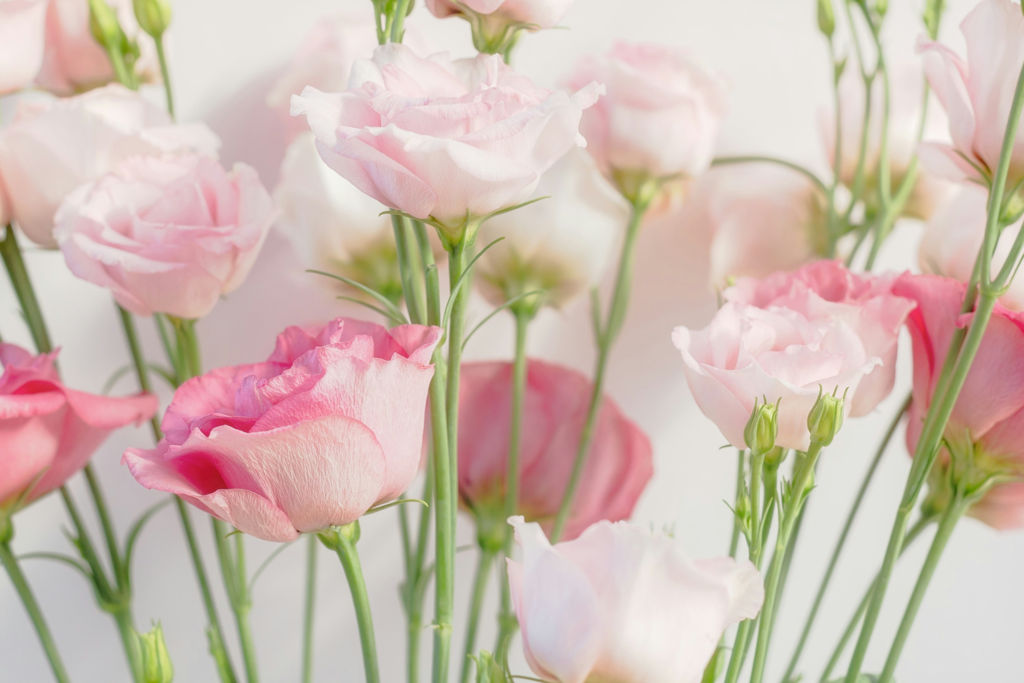 soft wedding background, wallpaper, Weekday Wedding Savings: Why Choose Monday - Friday? 5