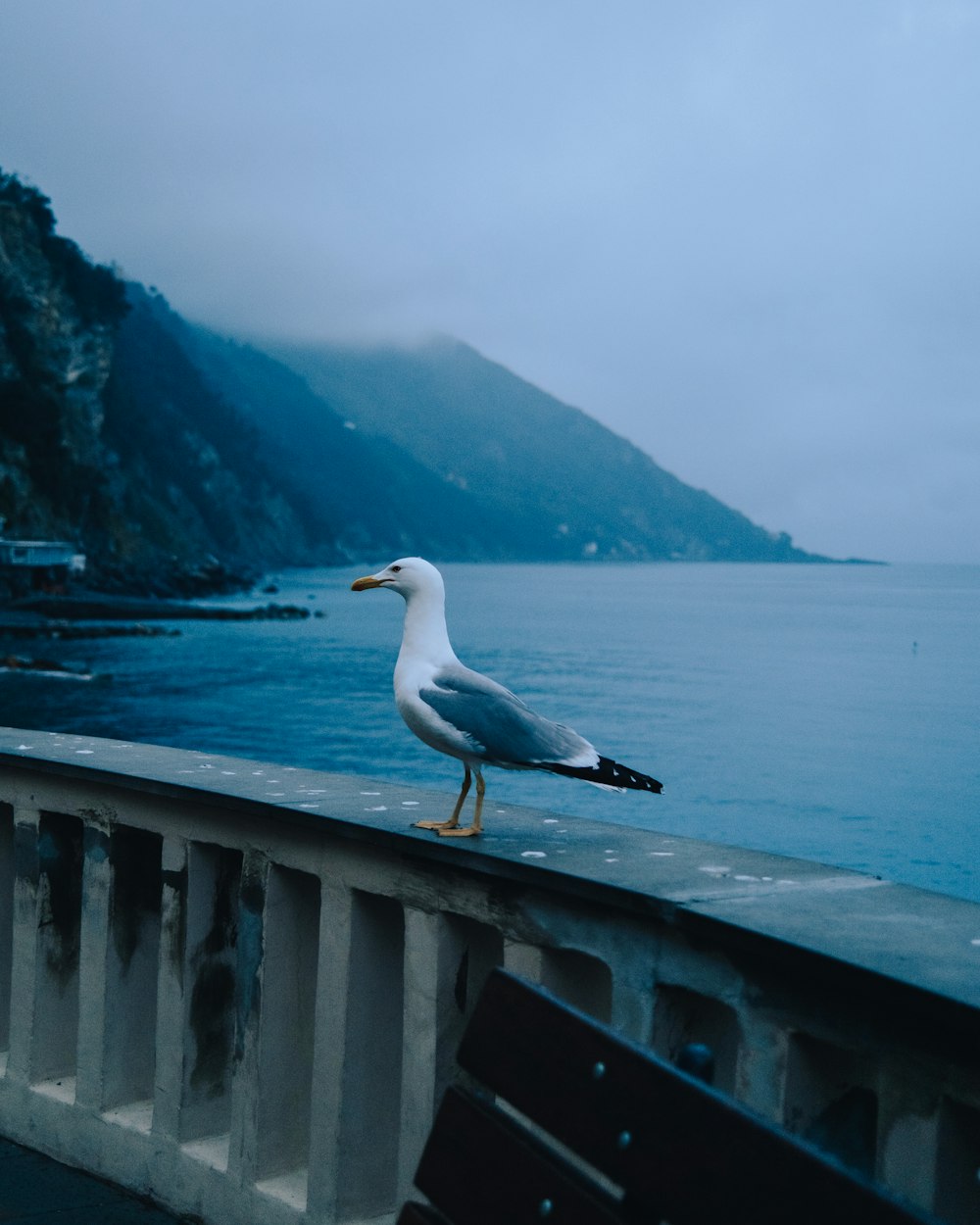 a seagull is standing on a railing by the water