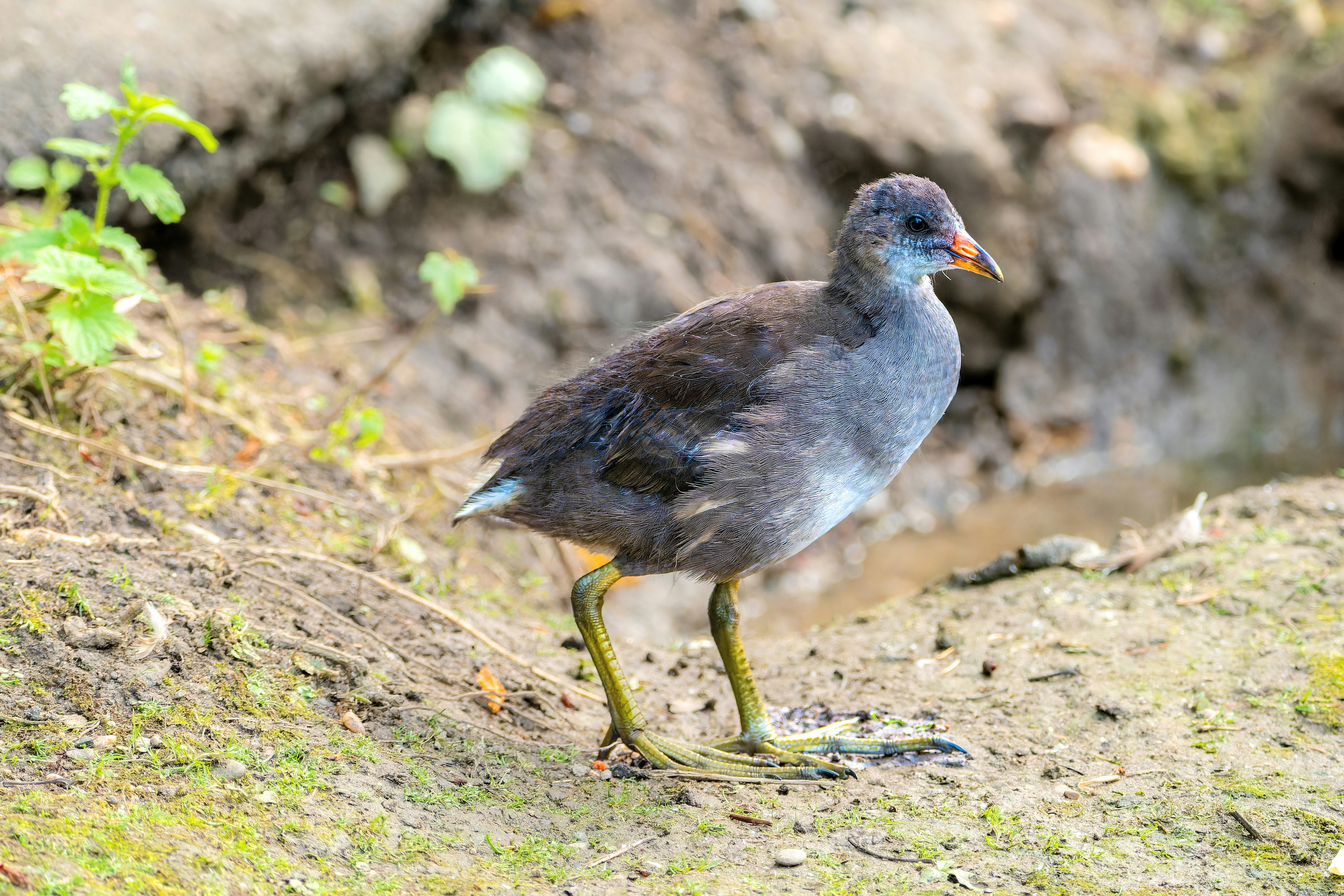 Photo by siegfriedpoepperl