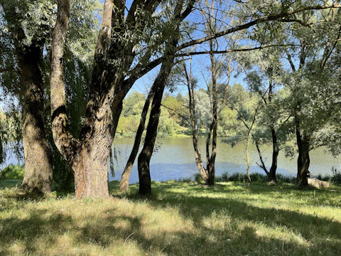 A serene group of volunteers planting trees together in a peaceful outdoor setting.