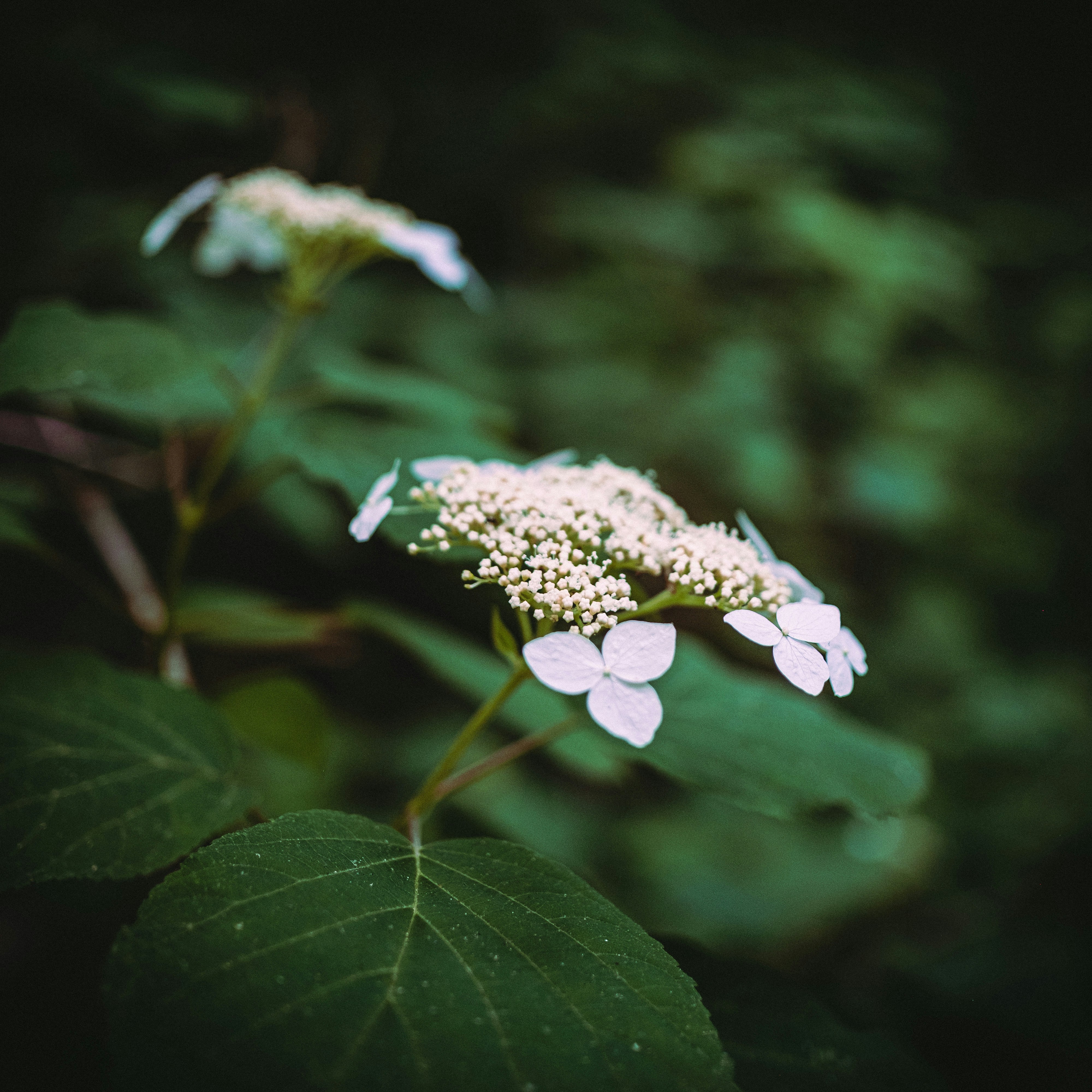 Photo by beangarbage