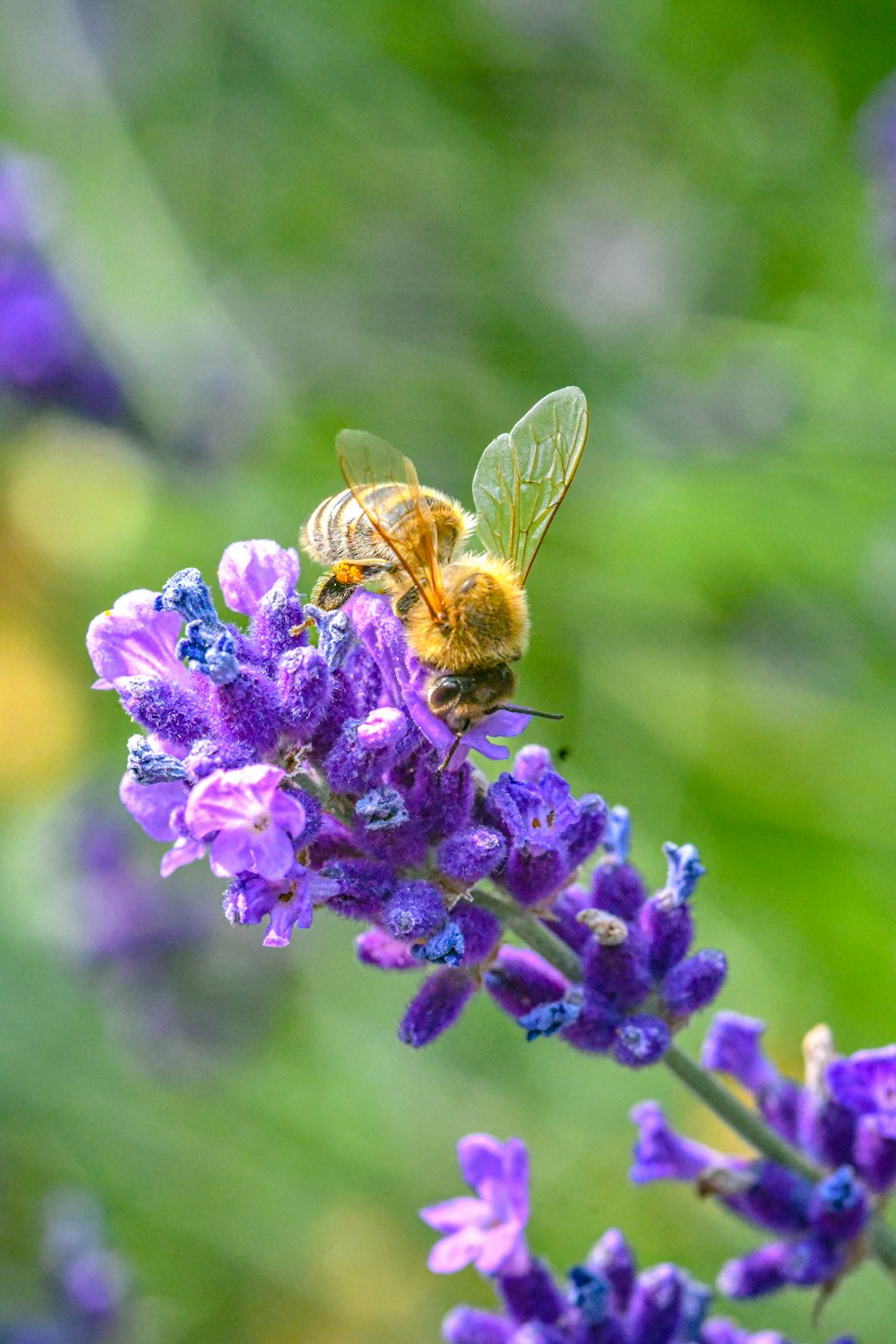 a bee is sitting on a purple flower