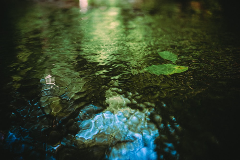 a leaf floating on top of a body of water