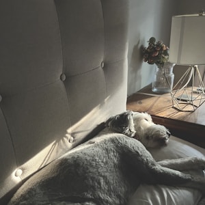 Tan Comfort Bed