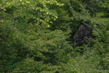 A rustic Cajun cabin surrounded by lush greenery.
